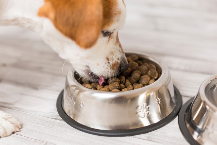 Get The Best Ava Pet Food At Affordable Prices