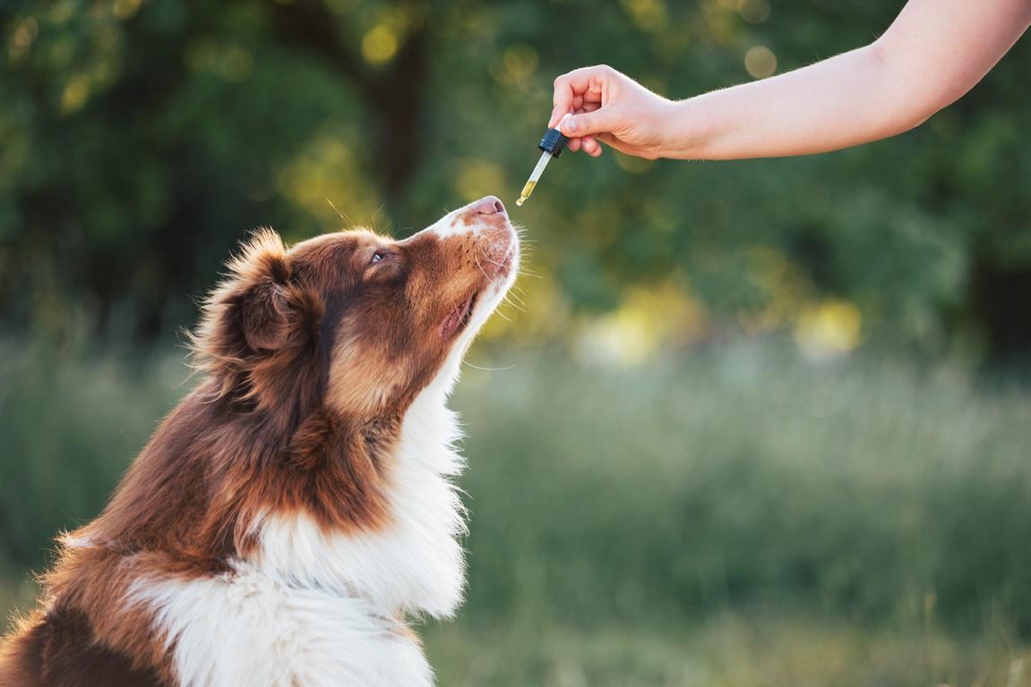 cbd dog treats