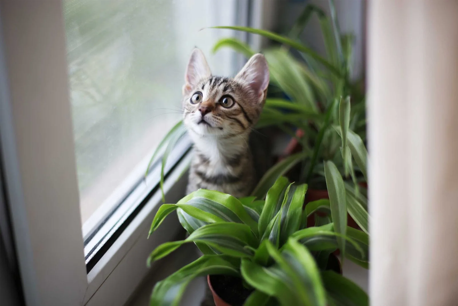 cat safe plants