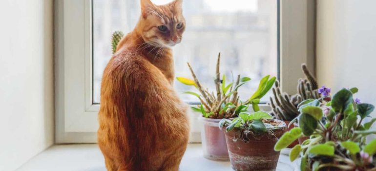 Build the Ideal Garden for Cats with Plant Identification