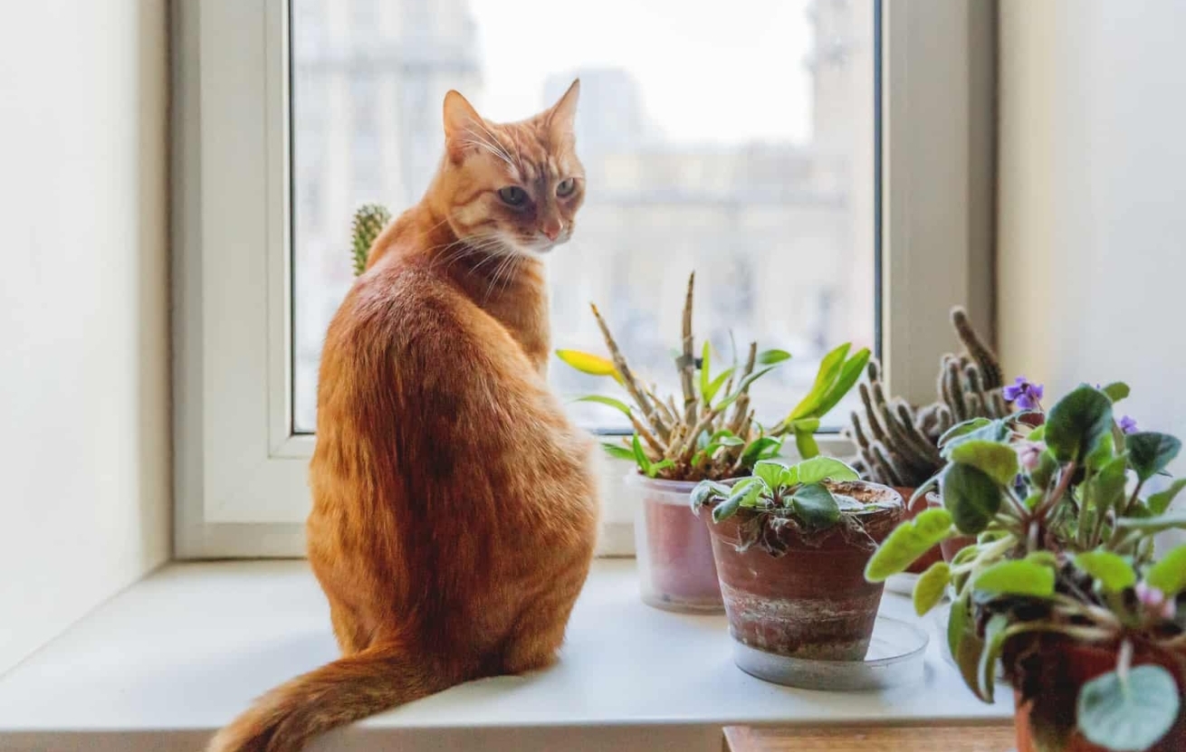 Build the Ideal Garden for Cats with Plant Identification